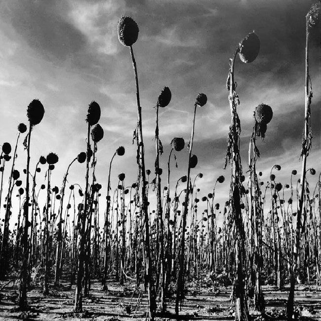 Dead Can Dance - Anastasis (LP) - Velvet Music