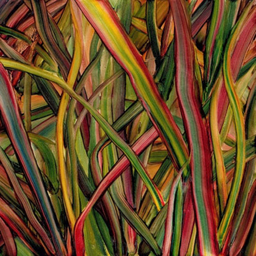 Gengahr - Where wildness grows (LP) - Velvet Music