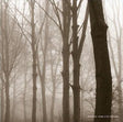 Blueneck - Scars of the midwest (LP) - Velvet Music