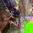 Merzbow - Groon lesson (CD) - Velvet Music