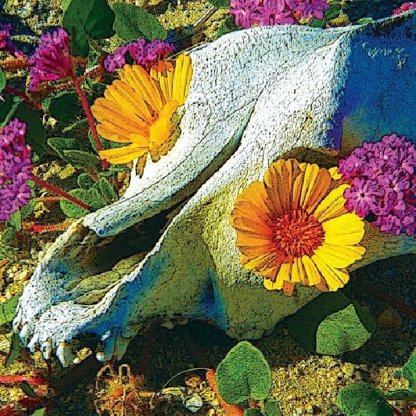 Dali's Llama - Mercury sea (CD) - Velvet Music