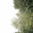 Growing - Soul of the rainbow & the (CD) - Velvet Music