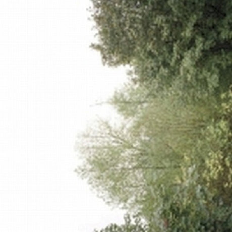 Growing - Soul of the rainbow & the (CD) - Velvet Music