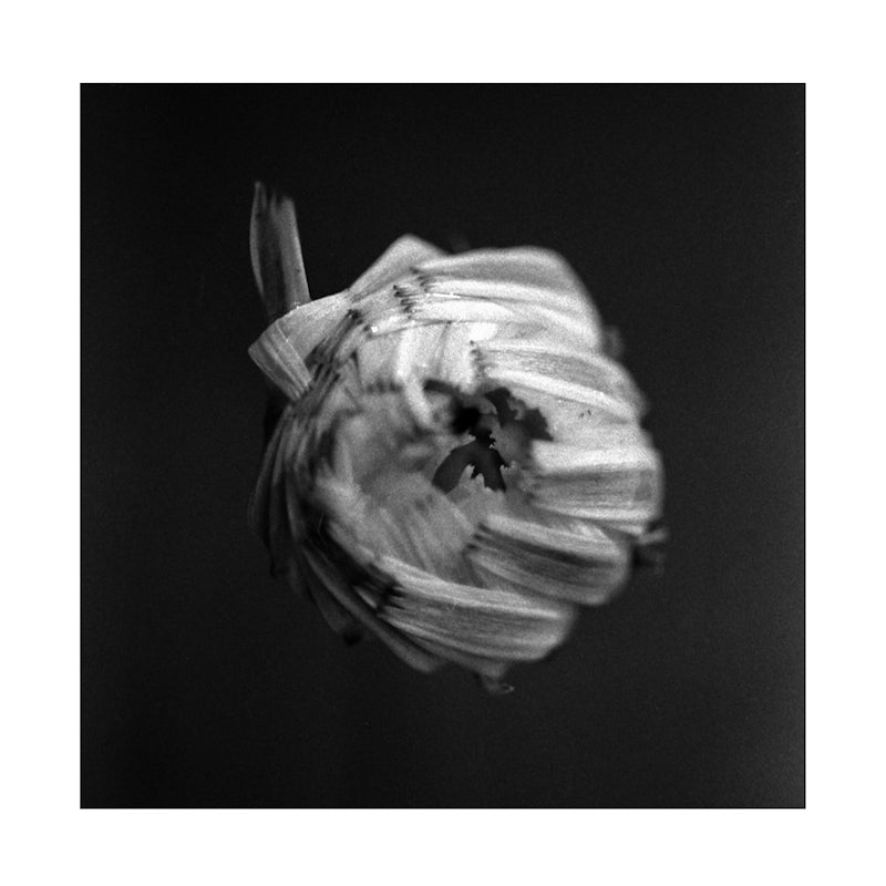A Swarm Of The Sun - An empire (LP) - Velvet Music