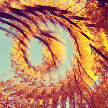 A Hawk And A Hacksaw - Forest bathing (LP) - Velvet Music