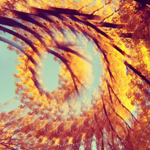 A Hawk And A Hacksaw - Forest bathing (CD) - Velvet Music