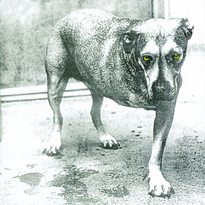 Alice In Chains - Alice in chains (LP) - Velvet Music