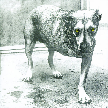 Alice In Chains - Alice in chains (LP) - Velvet Music