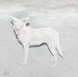 Ao - Malandra (12-inch maxi-single) - Velvet Music