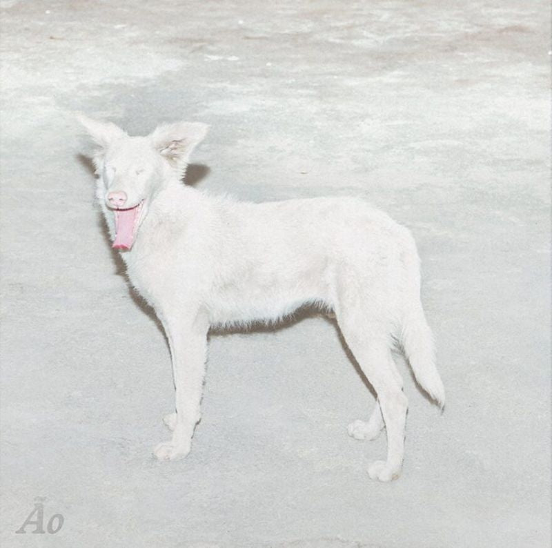 Ao - Malandra (CD) - Velvet Music