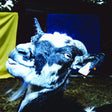 Barely Autumn - Day trip to the petting zoo (LP) - Velvet Music