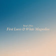 Bear's Den - First loves & white magnolias (LP) - Velvet Music