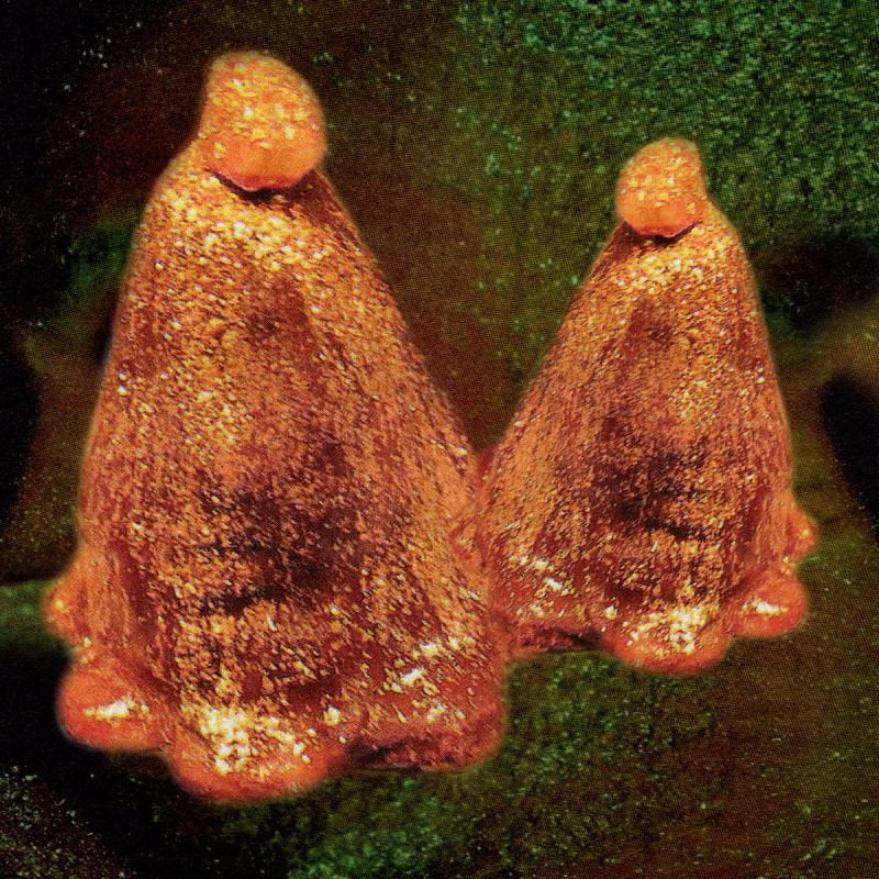 Black To Comm - Oocyte oil & stolen androgens (LP) - Velvet Music