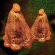 Black To Comm - Oocyte oil & stolen androgens (LP) - Velvet Music