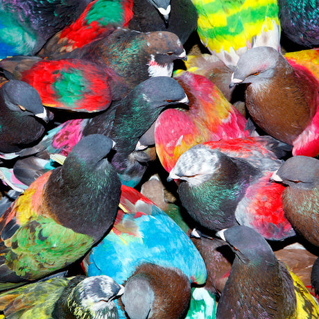 Blawan - Sickelixir (CD) - Velvet Music