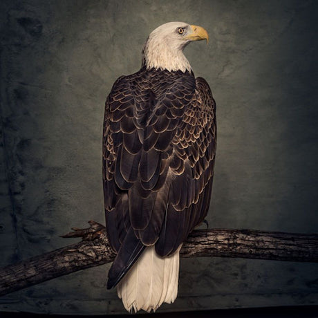 Clutch - Book of bad decisions (LP) - Velvet Music