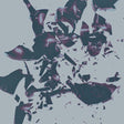 Chasms - On the legs of love purified (LP) - Velvet Music