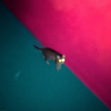 Chk Chk Chk (!!!) - Wallop (LP) - Velvet Music