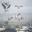 Dan Mangan - More or less (LP) - Velvet Music