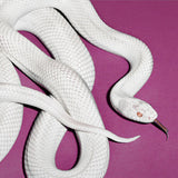 Deftones - Private music (LP) - Velvet Music