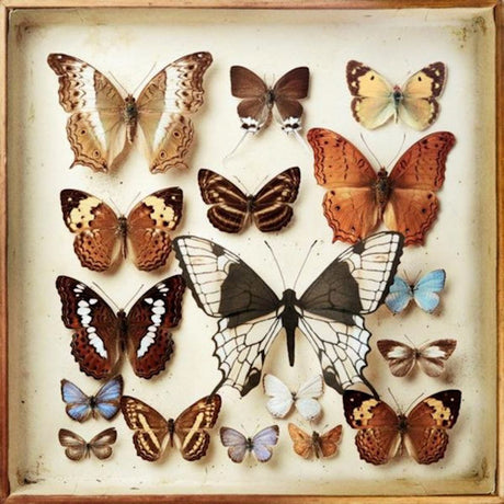 Emiliana Torrini - Rarities (CD) - Velvet Music