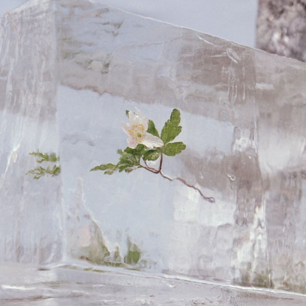 Efterklang - Windflowers (LP) - Velvet Music
