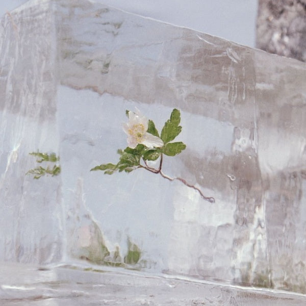 Efterklang - Windflowers (LP) - Velvet Music