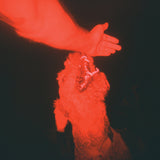 Eli Winter - A trick of the light (LP)