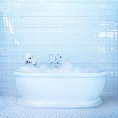 Frankie Cosmos - Vessel (LP) - Velvet Music