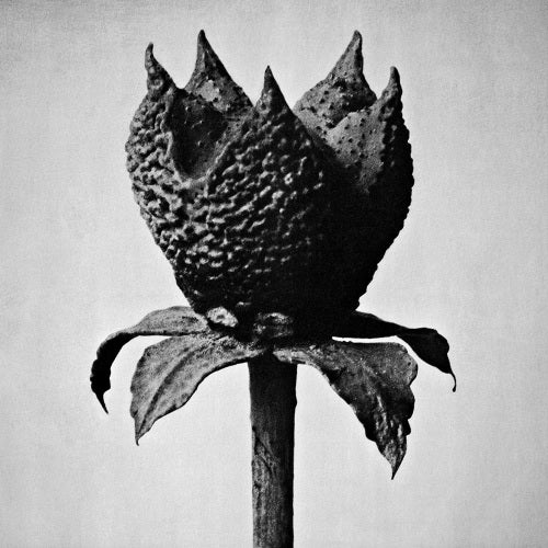 Masayoshi Fujita - Book of life (LP) - Velvet Music