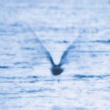 Ryo Fukui - Mellow dream (CD) - Velvet Music