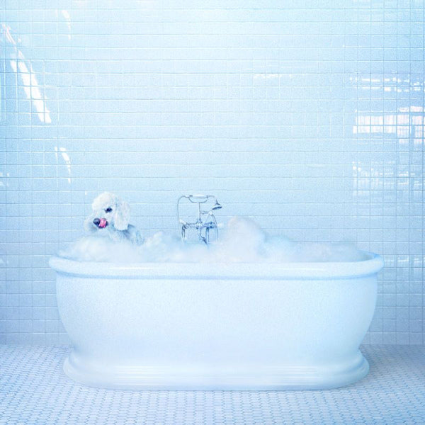 Frankie Cosmos - Vessel (CD) - Velvet Music