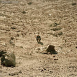 Ben Howard - Noonday dream (CD)