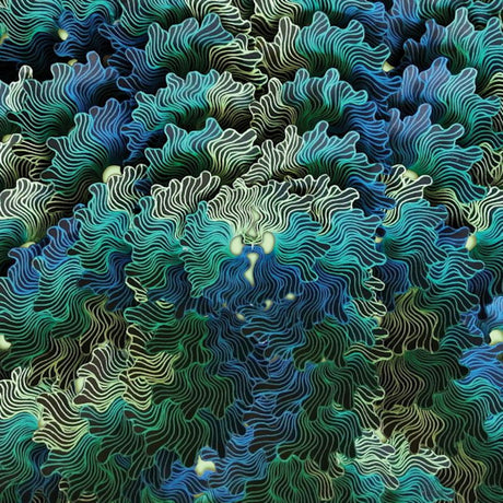 Izangoma - Ngo ma (CD) - Velvet Music