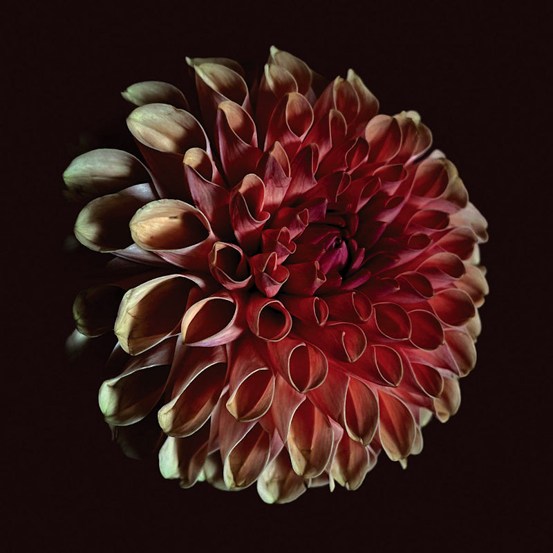 Jessica Moss - Unfolding (LP) - Velvet Music