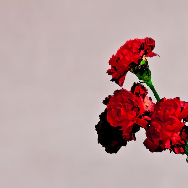 John Legend - Love in the future -deluxe- (CD) - Velvet Music
