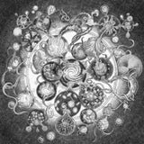 Long Distance Calling - Long distance calling (CD) - Velvet Music