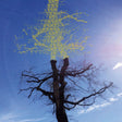 Laetitia Sadier - Rooting for love (LP) - Velvet Music
