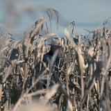 Chuck Mead - Free state serenade (CD)