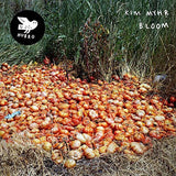 Kim Myhr - Bloom (CD) - Velvet Music