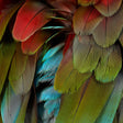 NYOS - Celebration (CD) - Velvet Music