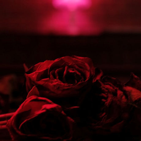 The Paper Kites - Roses (LP) - Velvet Music