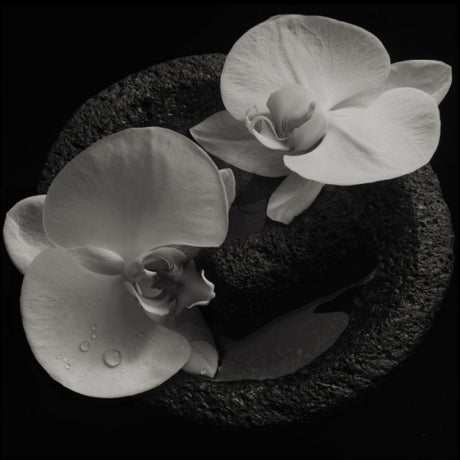 Patton & Vannier - Corpse flower (LP) - Velvet Music