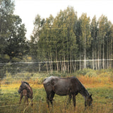 Pianos Become The Teeth - Old pride (LP)