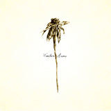 Patrick Watson - Wooden arms (CD) - Velvet Music
