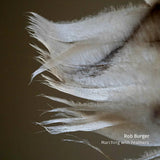 Rob Burger - Marching with feathers (CD) - Velvet Music