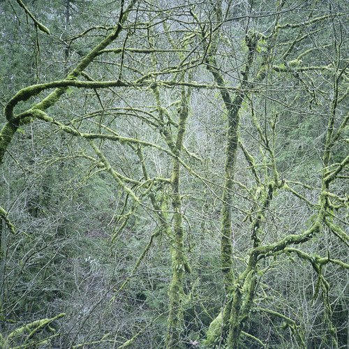 Six Organs Of Admittance - Dust & chimes (LP) - Velvet Music