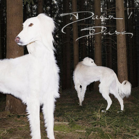 Sam De Nef - Dawn/dusk (CD) - Velvet Music