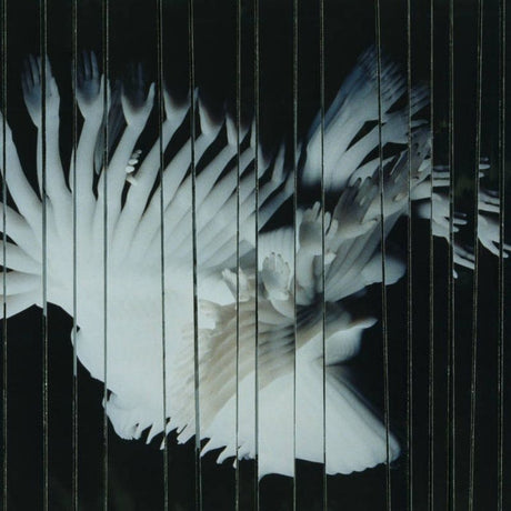 Scaler - Endlessly (CD) - Velvet Music