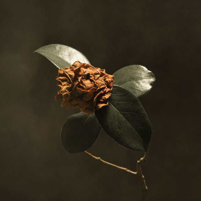 St. Paul & The Broken Bones - Young sick camellia (LP) - Velvet Music